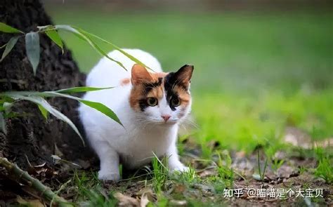 自来猫生孩子|猫猫生育需要注意什么？